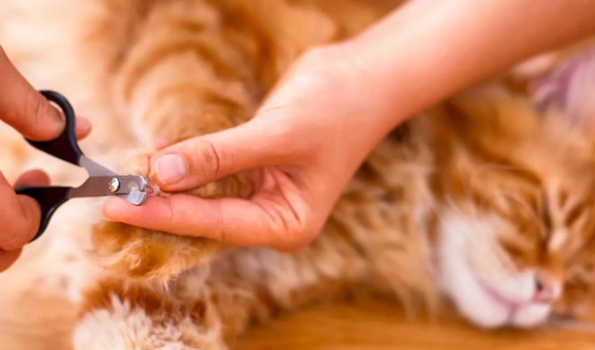 Give Your Cat A Manicure