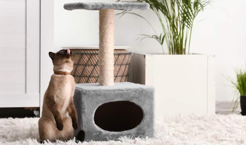 Make Cats Love Their Scratching Spots