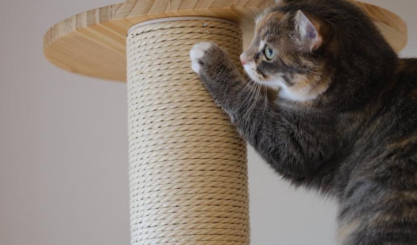 Place Scratching Posts Next To Furniture