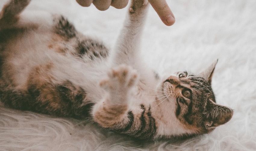 Praise Cat On Not Scratching Leather