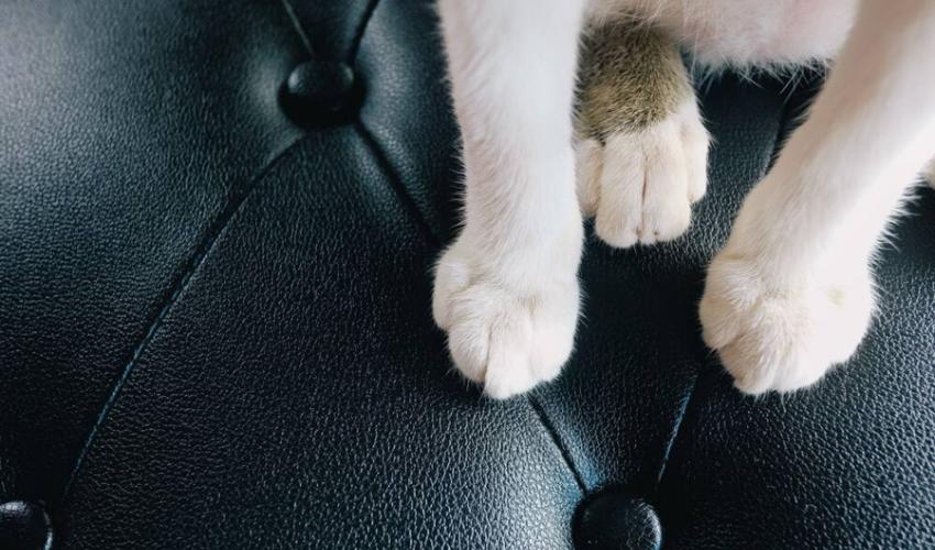 Ways To Stop Cats From Scratching Leather Furniture